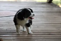 Hazel , a female Miniature Australian Shepherd for sale in Gretna, VA – 2 of 4