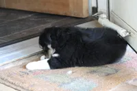 Topac, a male Miniature Australian Shepherd for sale in Gretna, VA – 4 of 5