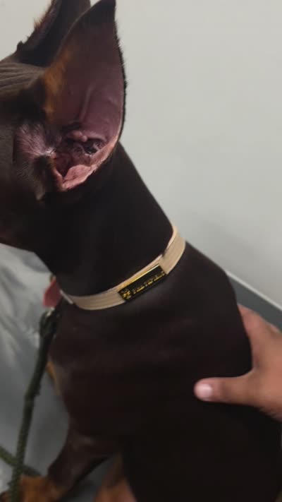 Xena, a female Doberman Pinscher for sale in Deland, FL – 3 of 5