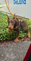 Xena, a female Doberman Pinscher for sale in Deland, FL – 5 of 5