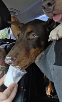 Xena, a female Doberman Pinscher for sale in Deland, FL – 4 of 5