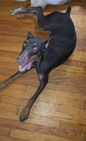 Xena, a female Doberman Pinscher for sale in Deland, FL – 2 of 5
