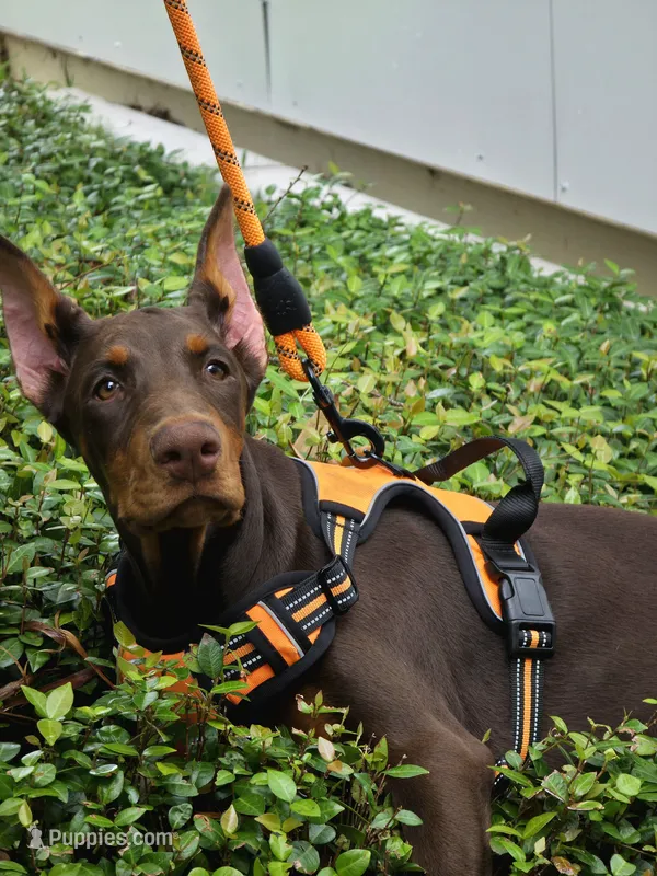 Xena – Doberman Pinscher puppy for sale in Deland, FL