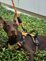 Xena, a female Doberman Pinscher for sale in Deland, FL – 1 of 5