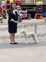 Bo Peep, a female Bedlington Terrier for sale in Houston, TX – 3 of 6