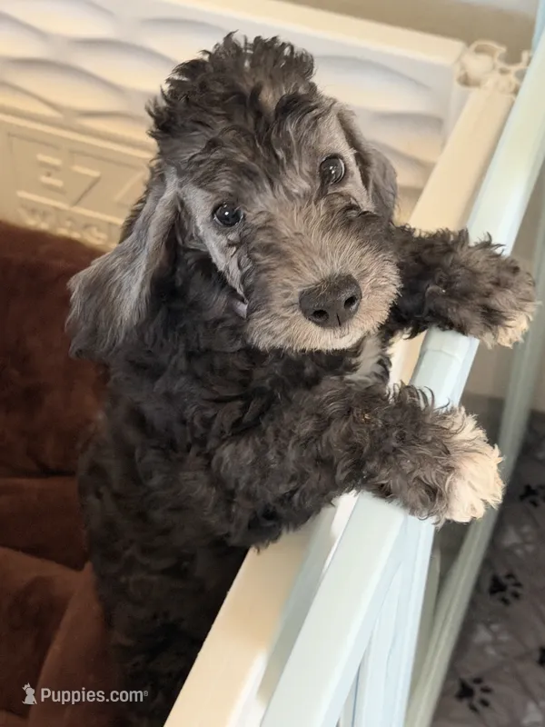 Bo Peep – Aidi (Atlas Mountain Dog), Bedlington Terrier puppy for sale in Houston, TX