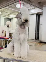 Bedlington Terrier , a male Bedlington Terrier for sale in Houston, TX – 7 of 9
