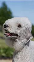 Bedlington Terrier , a male Bedlington Terrier for sale in Houston, TX – 5 of 9