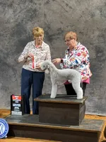 Bo Peep, a female Bedlington Terrier for sale in Houston, TX – 4 of 6