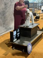 Bedlington Terrier , a male Bedlington Terrier for sale in Houston, TX – 6 of 9
