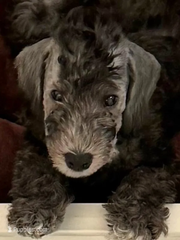 Bedlington Terrier  – Bedlington Terrier puppy for sale in Houston, TX