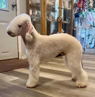 Bedlington Terrier , a male Bedlington Terrier for sale in Houston, TX – 8 of 9