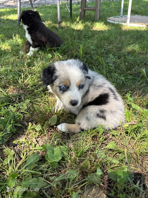 Rita – Australian Shepherd puppy for sale in New Concord, OH