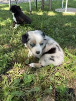 Rita, a female Australian Shepherd for sale in New Concord, OH – 1 of 4