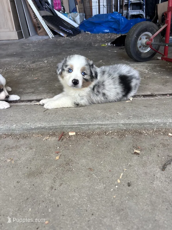 Buster – Australian Shepherd puppy for sale in New Concord, OH