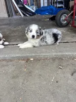 Buster, a male Australian Shepherd for sale in New Concord, OH – 1 of 3