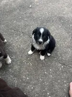 Tuck, a male Australian Shepherd for sale in New Concord, OH – 4 of 4