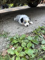 Rita, a female Australian Shepherd for sale in New Concord, OH – 3 of 4