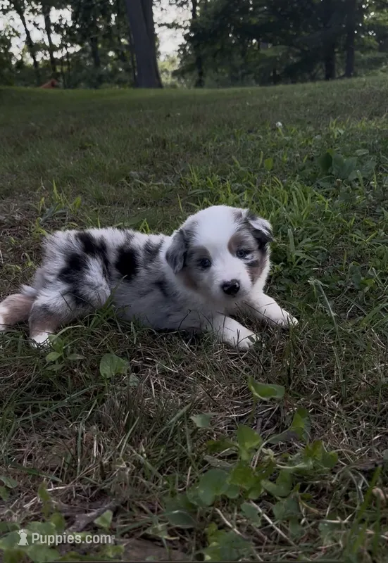 Buster – Australian Shepherd puppy for sale in New Concord, OH