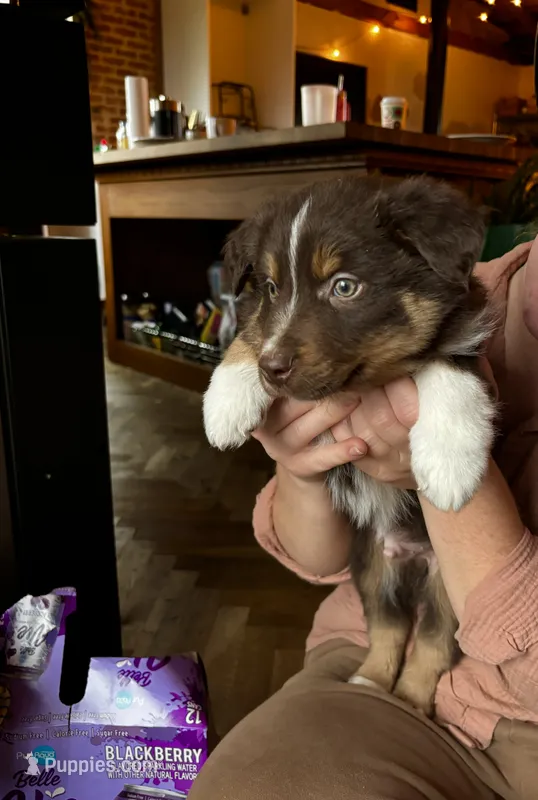 Tiny Tim – Australian Shepherd puppy for sale in New Concord, OH