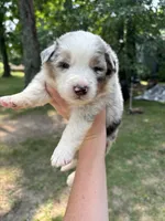 Buster, a male Australian Shepherd for sale in New Concord, OH – 2 of 2