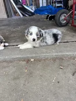 Buster, a male Australian Shepherd for sale in New Concord, OH – 2 of 3