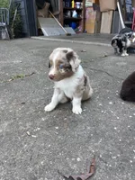 Sully, a male Australian Shepherd for sale in New Concord, OH – 2 of 4