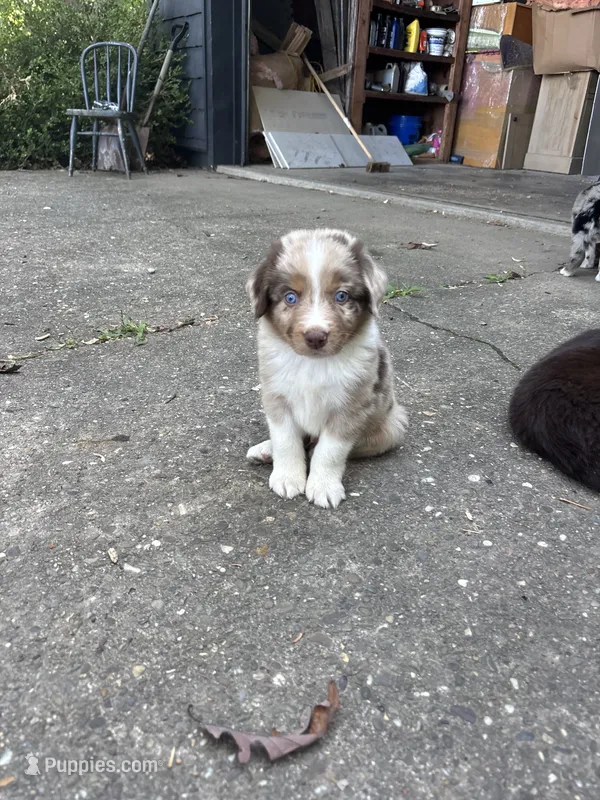 Sully – Australian Shepherd puppy for sale in New Concord, OH