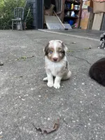 Sully, a male Australian Shepherd for sale in New Concord, OH – 1 of 4