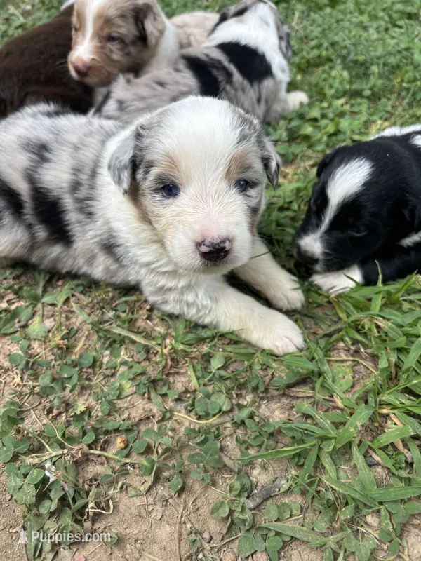 Buster – Australian Shepherd puppy for sale in New Concord, OH
