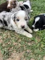Buster, a male Australian Shepherd for sale in New Concord, OH – 1 of 2