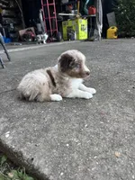 Sully, a male Australian Shepherd for sale in New Concord, OH – 4 of 4