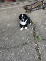 Tuck, a male Australian Shepherd for sale in New Concord, OH – 5 of 6