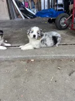 Buster, a male Australian Shepherd for sale in New Concord, OH – 3 of 3