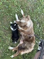 Tuck, a male Australian Shepherd for sale in New Concord, OH – 2 of 4