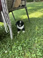 Tuck, a male Australian Shepherd for sale in New Concord, OH – 1 of 4