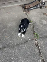 Tuck, a male Australian Shepherd for sale in New Concord, OH – 6 of 6