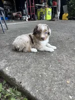Sully, a male Australian Shepherd for sale in New Concord, OH – 3 of 4