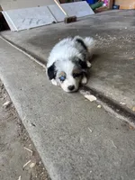 Rita, a female Australian Shepherd for sale in New Concord, OH – 2 of 4