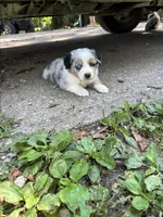 Rita, a female Australian Shepherd for sale in New Concord, OH – 4 of 4