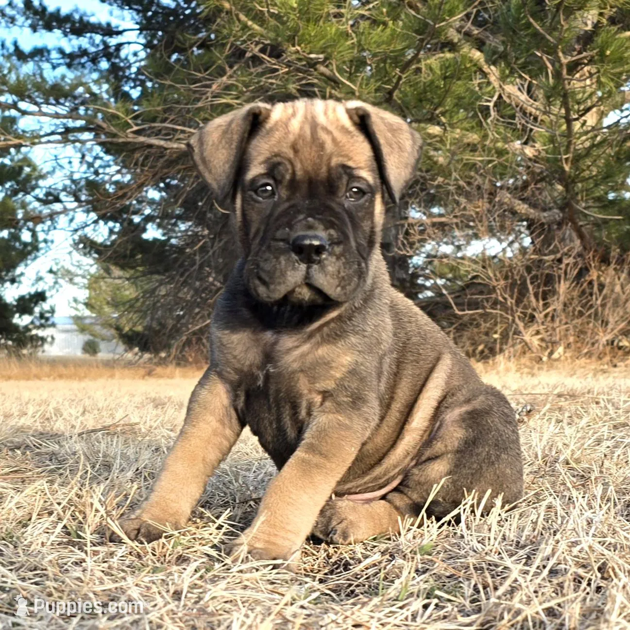 Mack the Magnificent