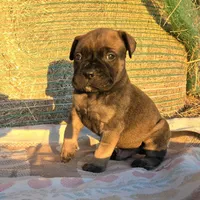 Mack, a male Bullmastiff for sale in Saint Francis, KS – Photo 5 of 8