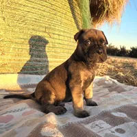 Mack, a male Bullmastiff for sale in Saint Francis, KS – Photo 1 of 8