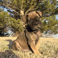 Mack the Magnificent, a male Bullmastiff for sale in Saint Francis, KS – Photo 6 of 10