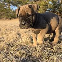 Mack the Magnificent, a male Bullmastiff for sale in Saint Francis, KS – Photo 2 of 10