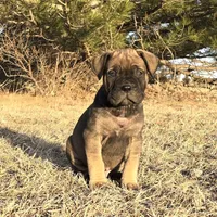 Mack the Magnificent, a male Bullmastiff for sale in Saint Francis, KS – Photo 4 of 10