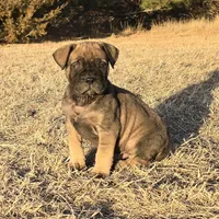 Mack the Magnificent, a male Bullmastiff for sale in Saint Francis, KS – Photo 7 of 10