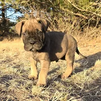 Mack the Magnificent, a male Bullmastiff for sale in Saint Francis, KS – Photo 5 of 10