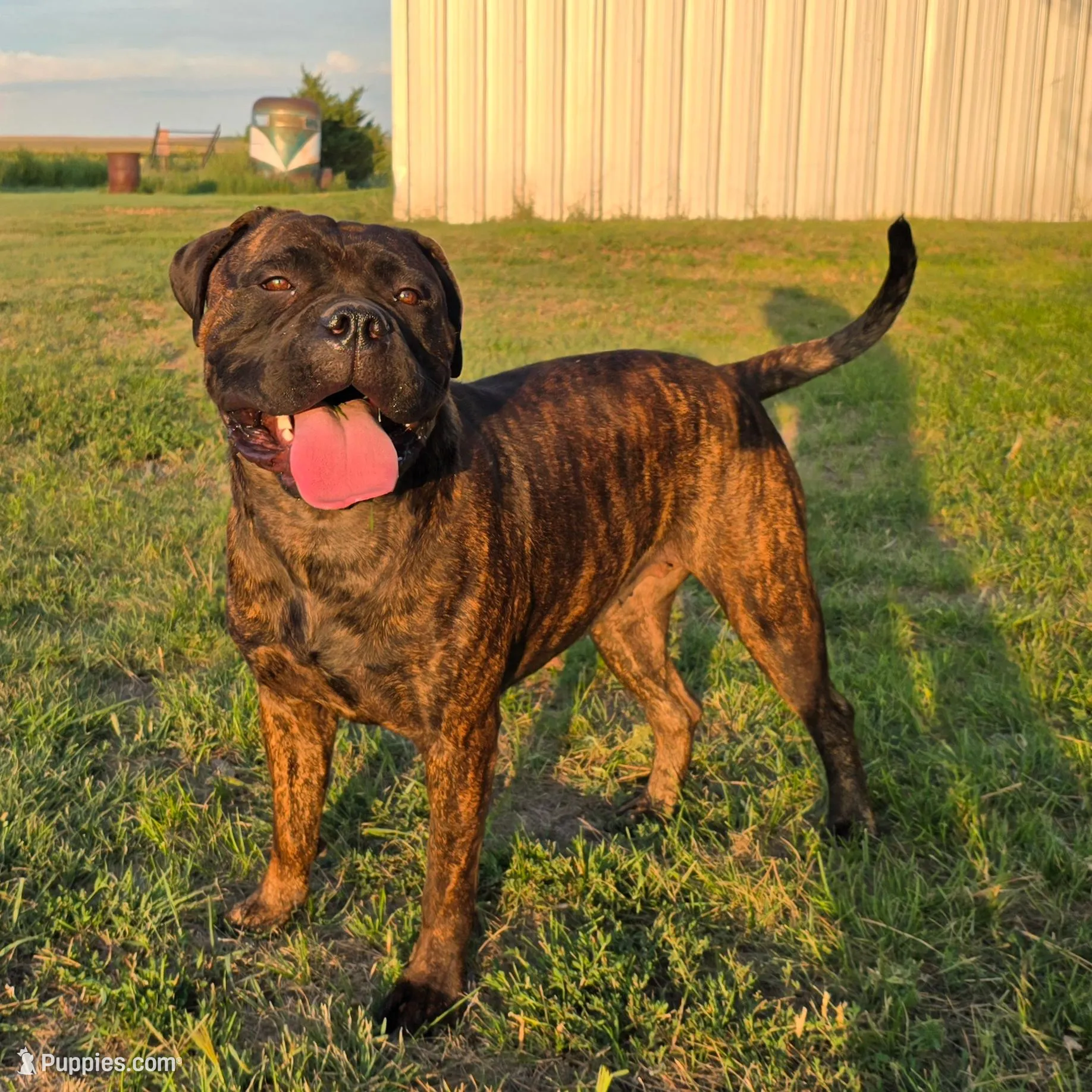 Mack, a male Bullmastiff for sale in Saint Francis, KS – Photo 7 of 8