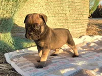 Mack, a male Bullmastiff for sale in Saint Francis, KS – Photo 4 of 8